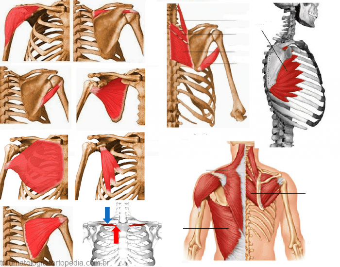 Cintura Escapular E Cíngulo Do Ombro Traumatologia E Ortopedia